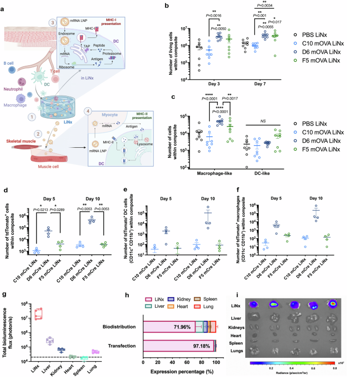 Fig. 1: In vivo host cell recruitment and transfection efficiency of LiNx.