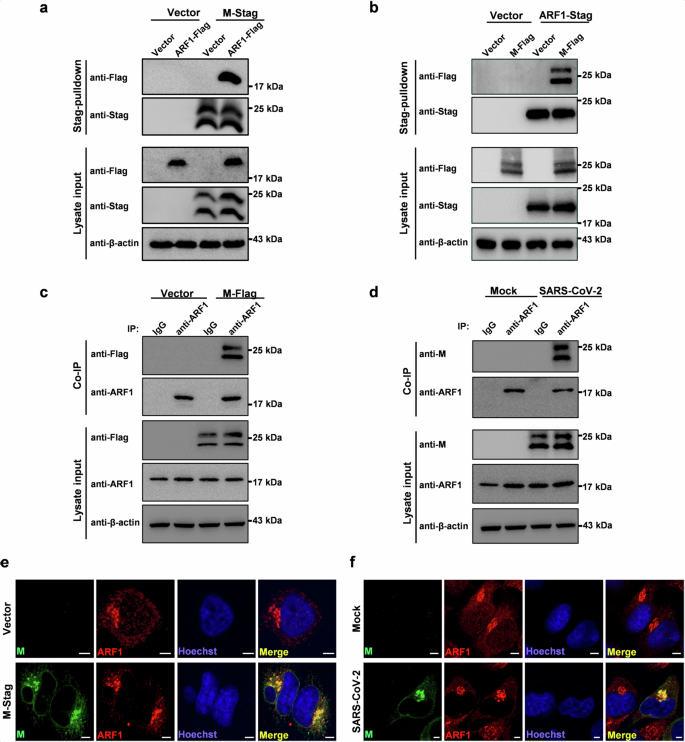 Fig. 1: Interaction and colocalization of SARS-CoV-2 M and ARF1.