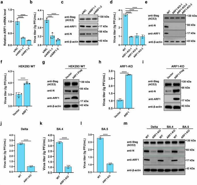 Fig. 2: ARF1 acts as a pro-viral host factor for SARS-CoV-2 and its variants.