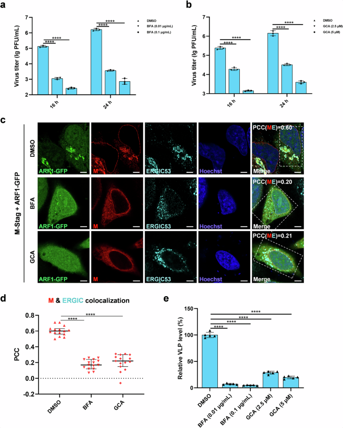 Fig. 5: ARF1 small-molecule inhibitors disrupt the accumulation of ARF1 and hence M in the ERGIC and interfere with M-driven viral assembly, suppressing SARS-CoV-2 propagation.