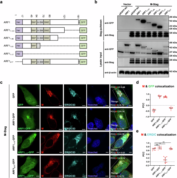 Fig. 6: The N-terminal helix of ARF1 is the major interacting domain of M and disrupts M localization to the ERGIC, when expressed alone.