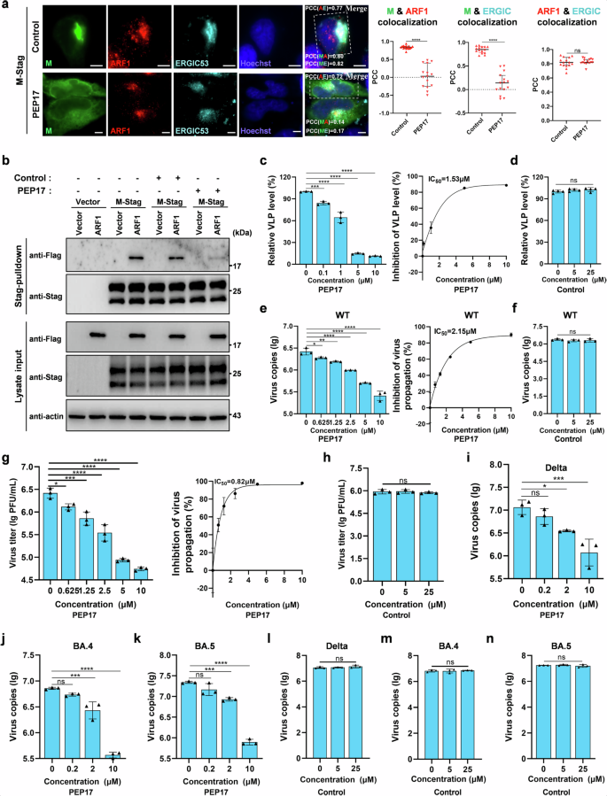 Fig. 7: PEP17 interferes with M hijacking of ARF1 and thus M-driven viral assembly, inhibiting the propagation of SARS-CoV-2 and its variants.