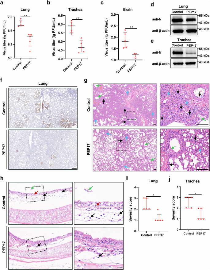 Fig. 8: PEP17 significantly attenuates SARS-CoV-2 infection and pathogenicity in hamsters.