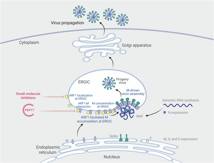 Fig. 9: Model for the proviral role of ARF1 in SARS-CoV-2 propagation and potential antiviral strategies targeting ARF1 and the ARF1-M interface.