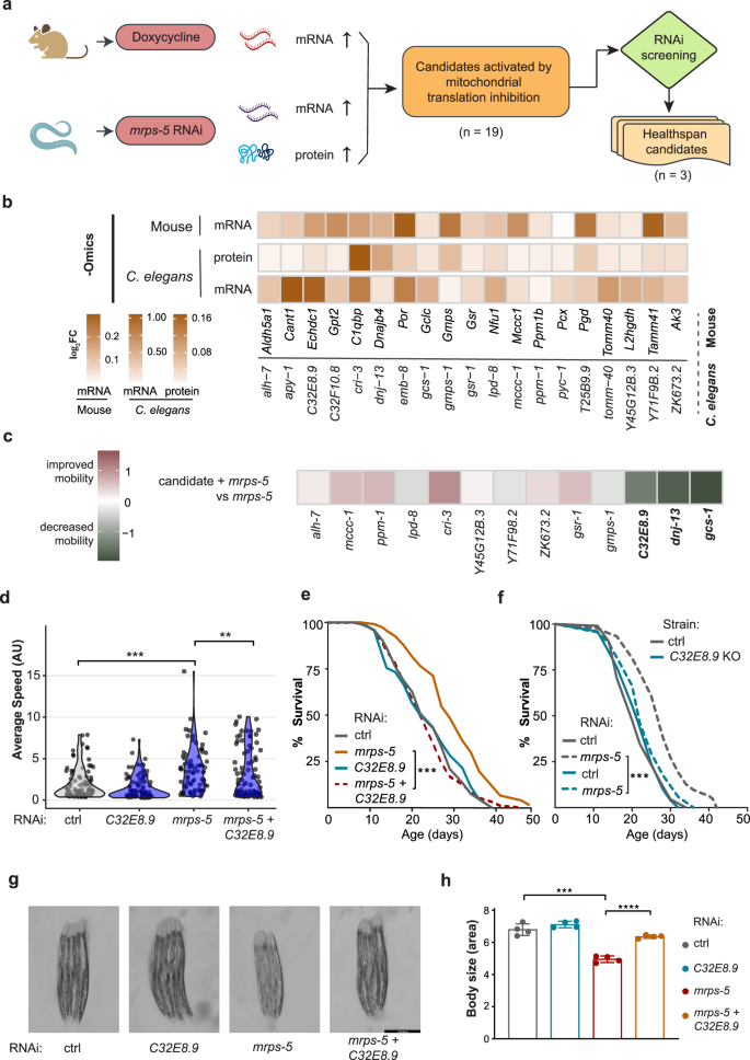 Fig. 1: C32E8.9 contributes the beneficial effects induced by mitochondrial translation inhibition.