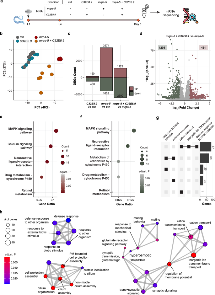 Fig. 3: C32E8.9 is required for the immune response activated by mitochondrial translation inhibition.