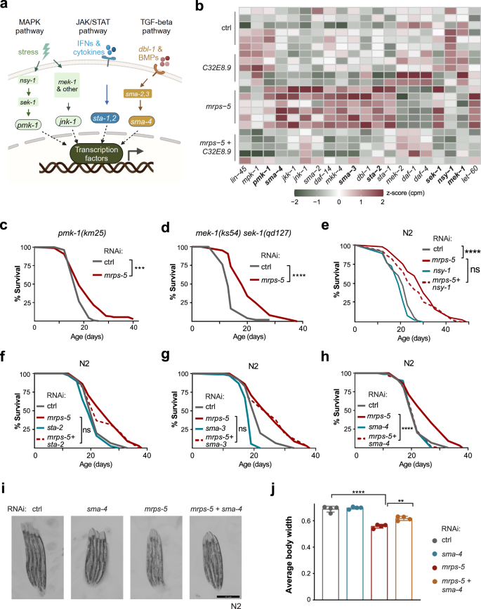 Fig. 4: sma-4 is required for lifespan extension upon mitochondrial translation inhibition.