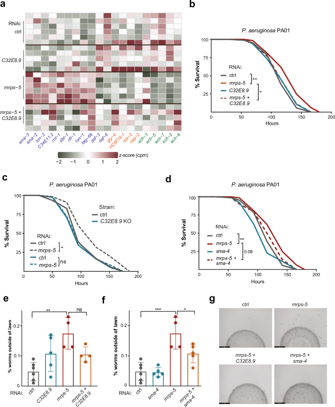 Fig. 5: C32E8.9 and sma-4 are required for immune response activated by mitochondrial translation inhibition.