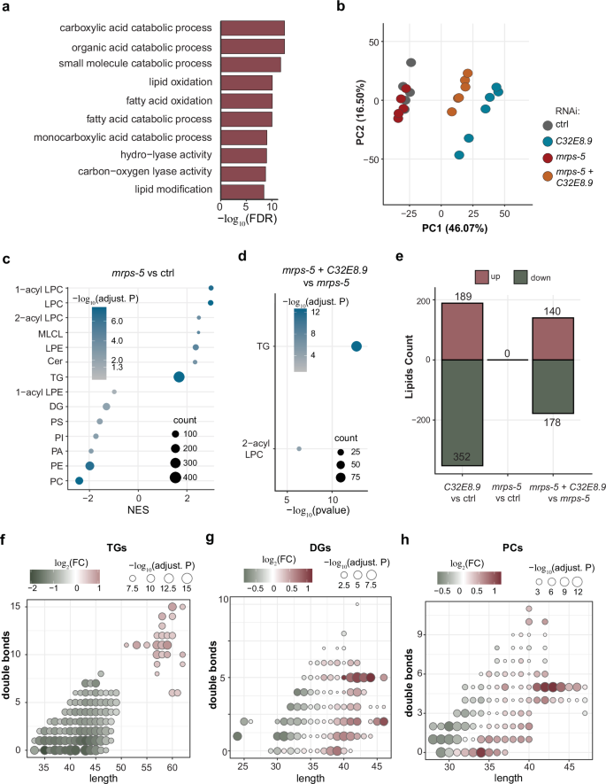 Fig. 6: C32E8.9 mediates lipidomic changes taking place under mitochondrial translation inhibition.