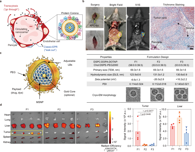 Fig. 1: Comparative biodistribution profiles of IV-injected LC-MSNPs in KPC-luc orthotopic PDAC model.