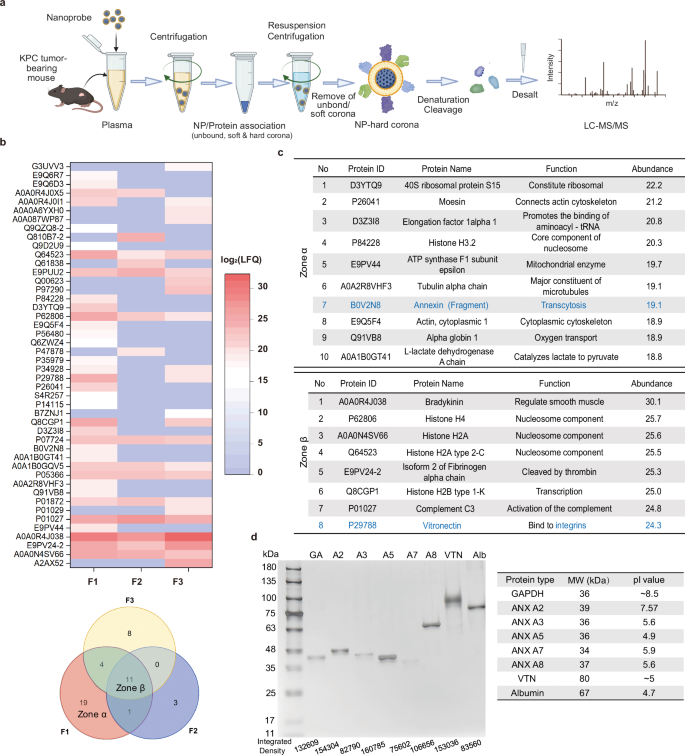 Fig. 2: Identification of key surface-attached protein species in relation to nanocarrier transcytosis.