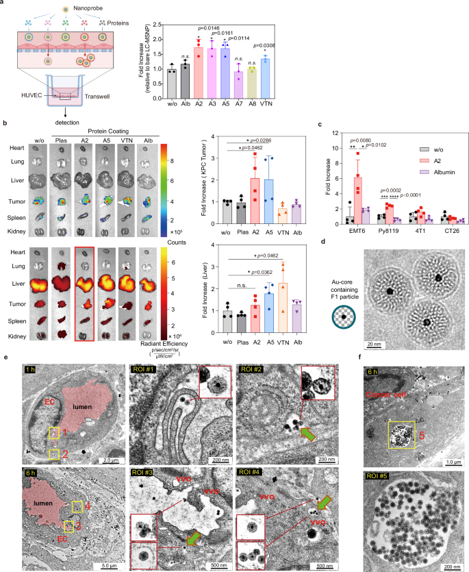 Fig. 3: Augmented tumor access of LC-MSNP via A2 pre-coating and transcytosis-mediated mechanism.