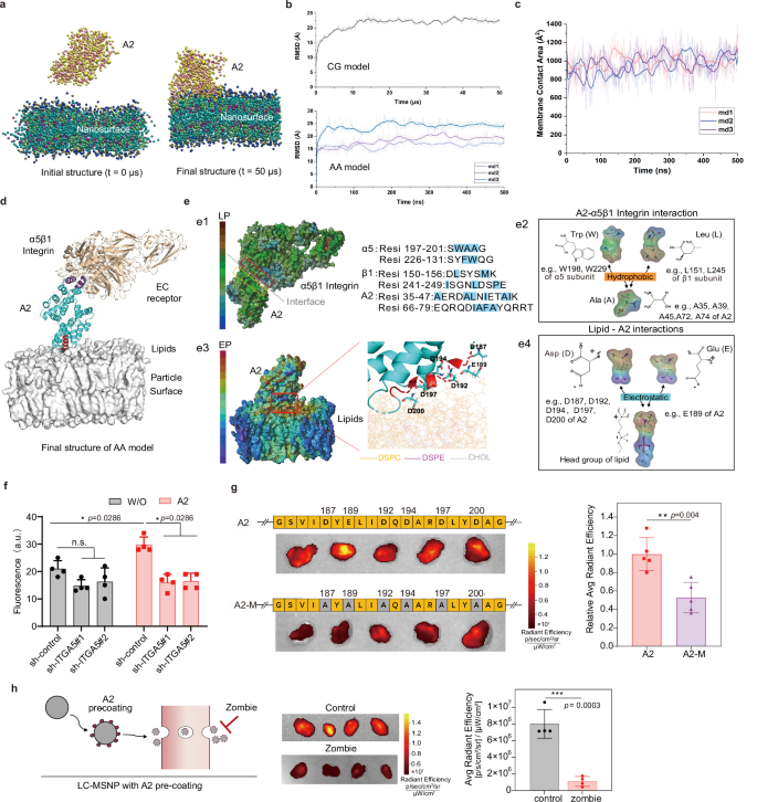Fig. 4: Mechanistic investigations on A2-mediated transcytosis enhancement.
