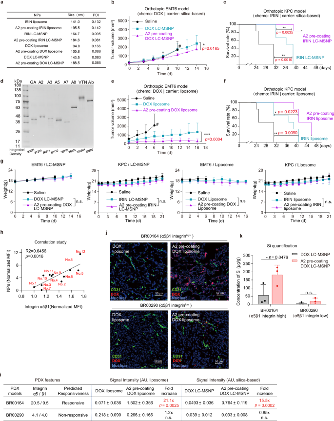 Fig. 5: A2 pre-coating enhances drug delivery efficacy of LC-MSNP and liposome.