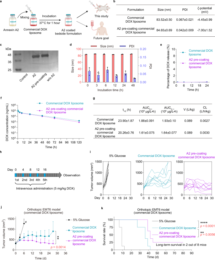 Fig. 6: A2 coating enhances the anti-tumor efficacy of commercial DOX liposome in vivo.