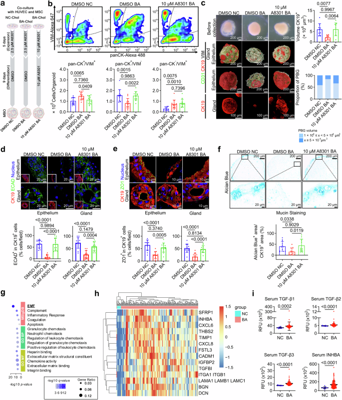 Fig. 5: TGF-β-induced EMT is a candidate regulator of BA phenotypes.