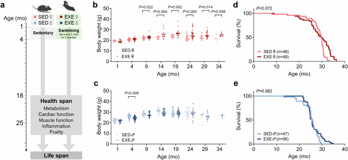 Fig. 1: Early-life exercise does not extend lifespan in mice.