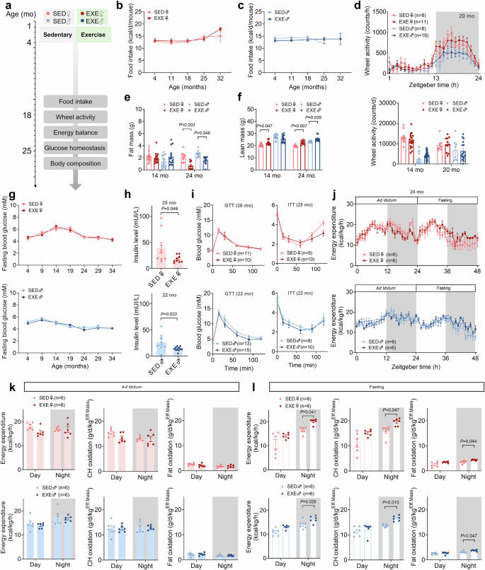 Fig. 2: Early-life exercise increases lean mass and decreases circulating insulin in aged mice.