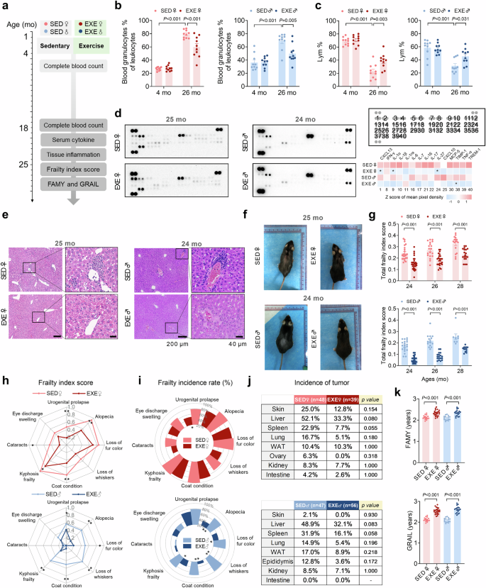 Fig. 5: Early-life exercise decreases frailty and inflammation in aging.