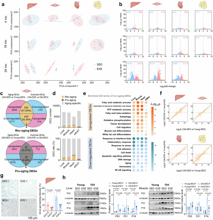 Fig. 6: mRNA sequencing reveals an attenuated aging by early-life exercise.