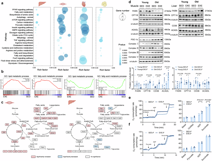 Fig. 7: Early-life exercise improves fatty acid utilization in skeletal muscles in aging.