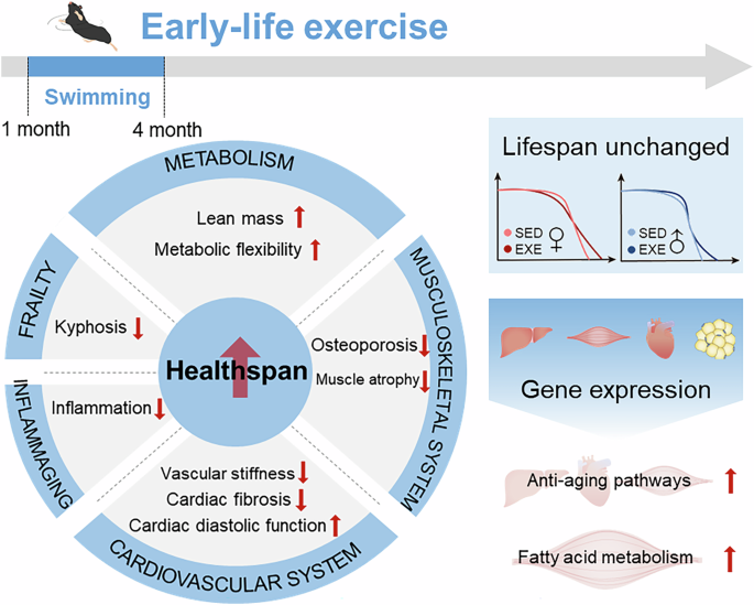Fig. 8: Schematic depicting long-term effects of early-life exercise on lifespan and healthspan.