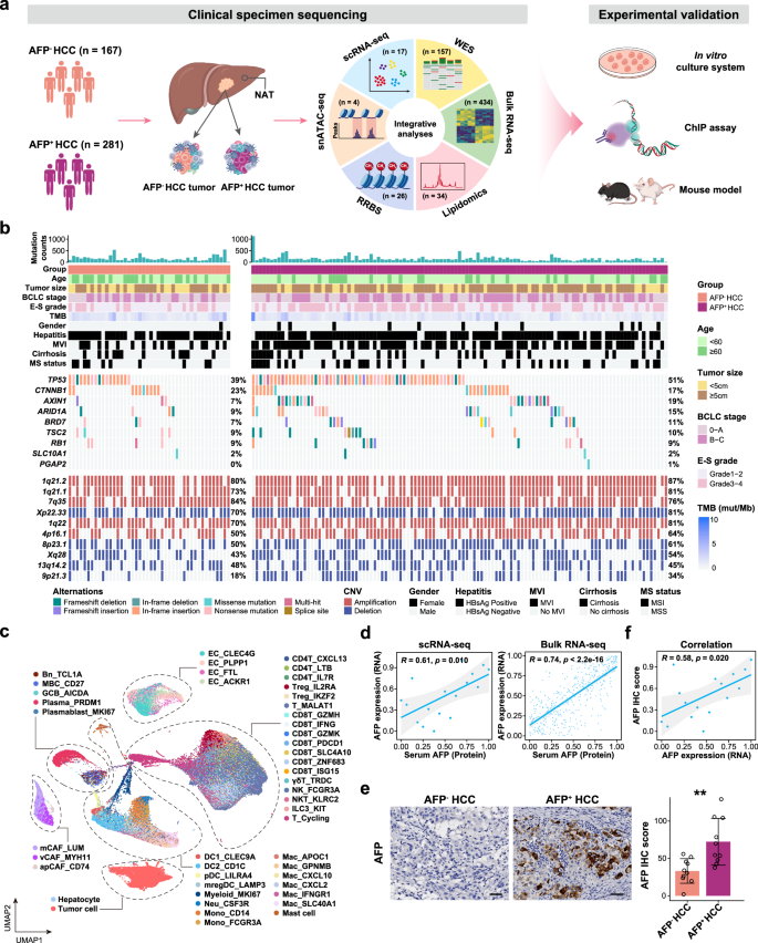 Fig. 1: Profiling of genetic alteration and cell diversity in HCC.