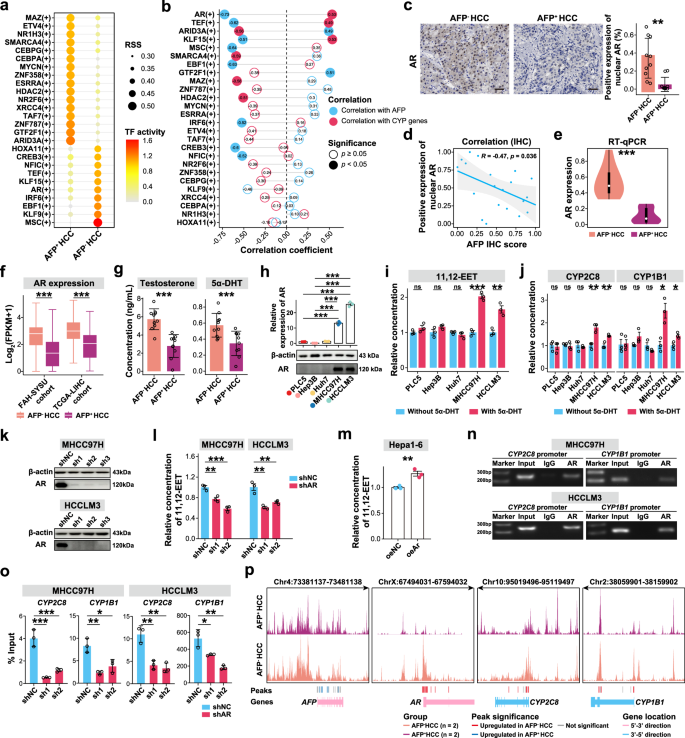 Fig. 3: Upregulation of AR transcription activity in AFP− HCC tumor cells.