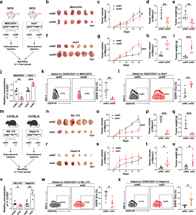 Fig. 6: Modulation of AR in tumorigenesis and vascularization in vivo.