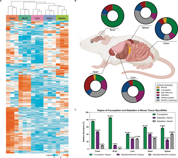 Fig. 4: N-Glycan profiles of glycoRNA from mouse tissues.