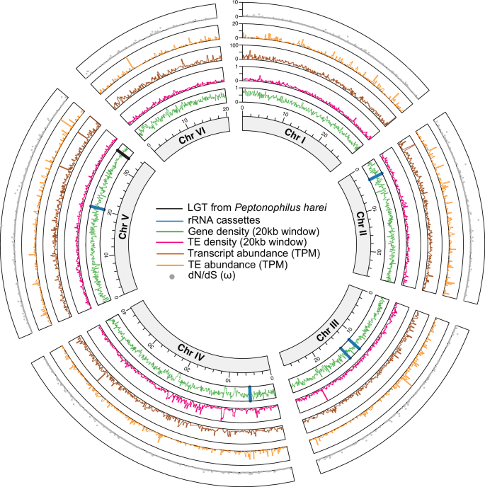 Fig. 1: Architecture and genome features of T. vaginalis G3 across its six chromosomes.