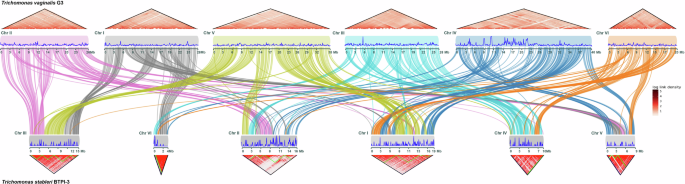 Fig. 2: Synteny plot of human parasite T. vaginalis and its closest relative in birds T. stableri.