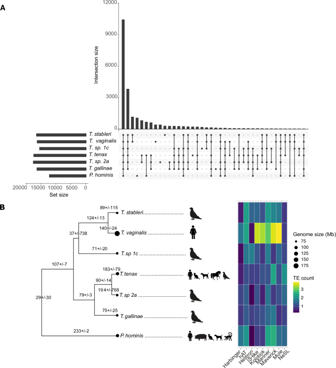 Fig. 3: Genome content distribution.