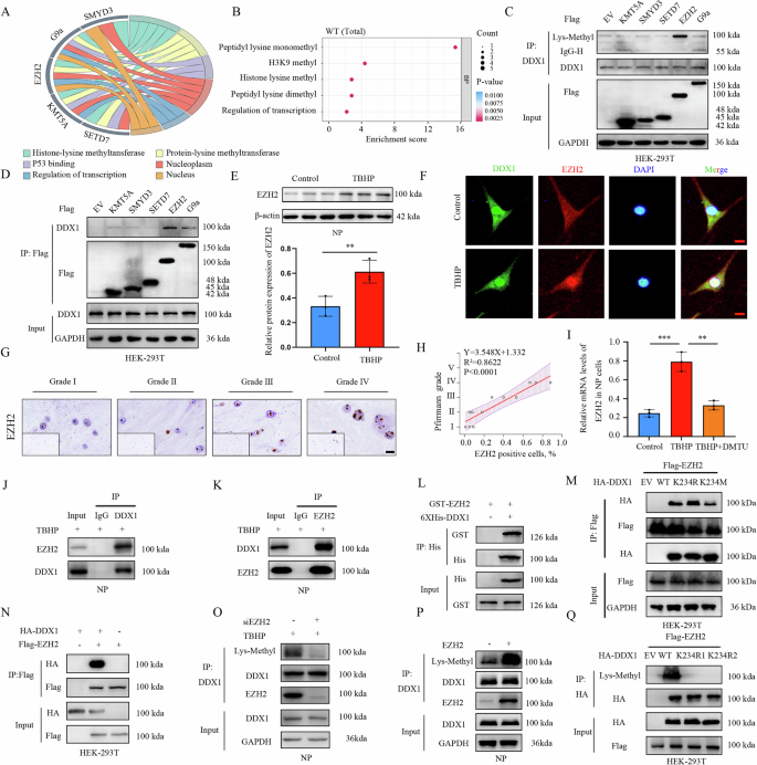 Fig. 2: DDX1 interacts with EZH2 physically and is methylated at its lysine 234 site.