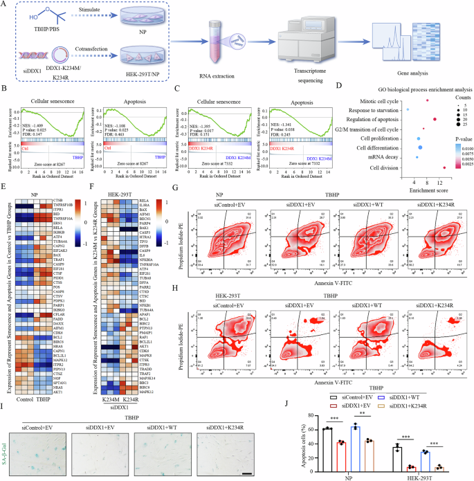 Fig. 4: DDX1 methylation promotes cellular senescence and apoptosis in NP cells.