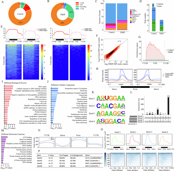 Fig. 5: Methylation leads to a decrease in transcriptome-wide DDX1 binding sites on RNA.