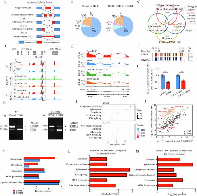 Fig. 6: DDX1 promotes inclusion of MATR3 exon 14 by recruiting splicing factors.