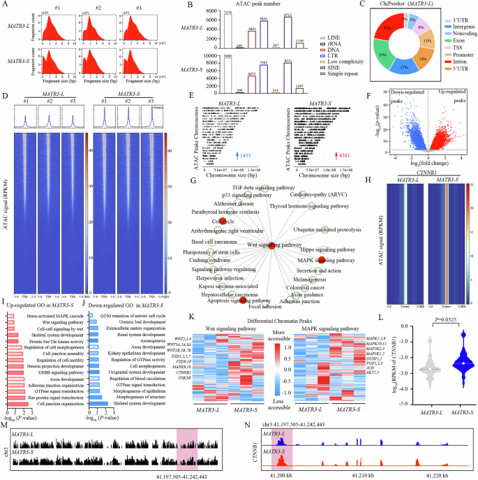 Fig. 7: MATR3 truncated isoform inhibits cellular senescence and apoptosis by maintaining chromatin accessibility.