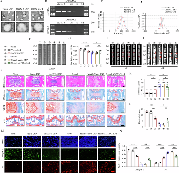 Fig. 8: LNPs-based MATR3-L-overexpressing mRNA cargo alleviates NP cells senescence and IVDD progression.