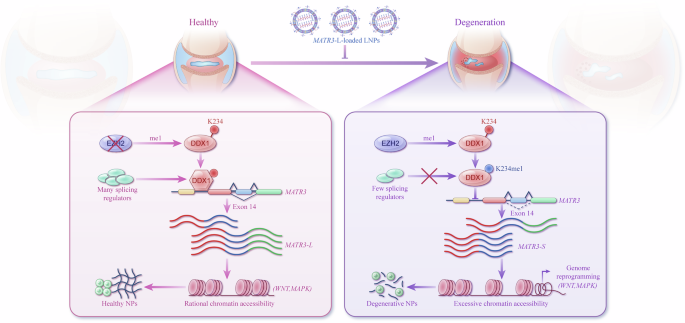 Fig. 9: Schematic diagram illustrating the mechanism by which DDX1 lysine methylation mediates MATR3 alternative splicing to regulate IVDD.