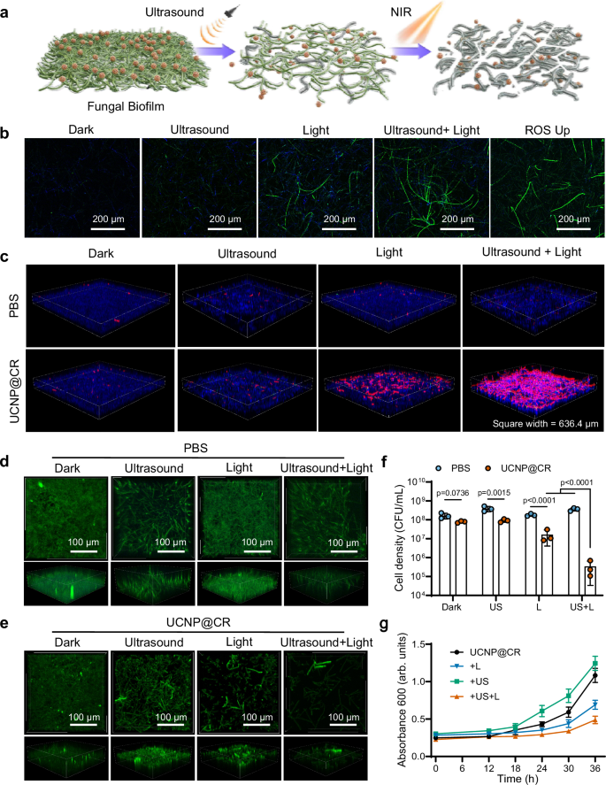 Fig. 4: Candida albicans biofilm elimination with ultrasound assisted PDT.