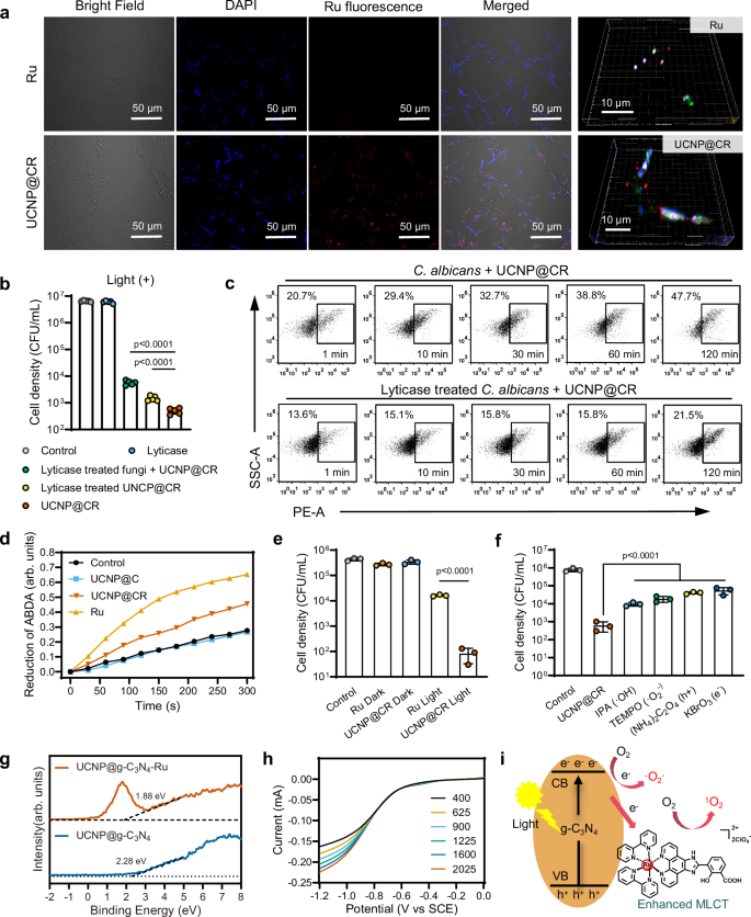 Fig. 5: Cell wall adhesion mediated uptake enhancement and proposed mechnism of increased ROS generation.