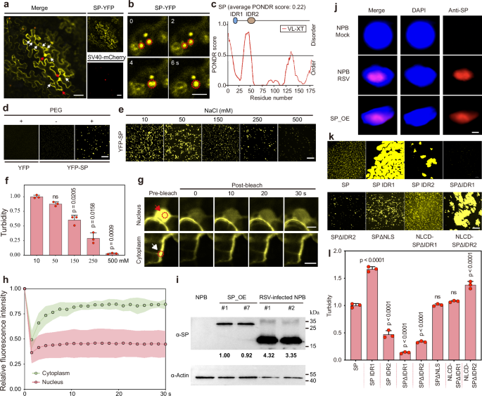 Fig. 1: SP has the ability to form biomolecular condensates in an IDR1-dependent manner.