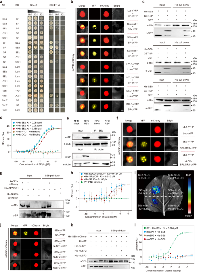 Fig. 2: SP interacts with SE homologs.