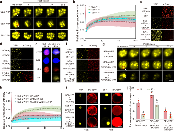 Fig. 3: SP relies on its IDR1 to inhibit the LLPS of SE.