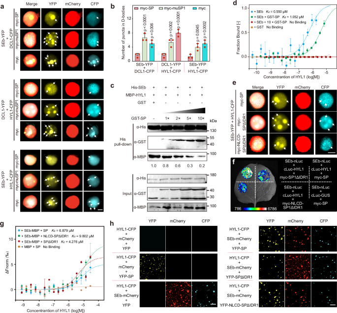 Fig. 4: SP reduces D-body assembly through its IDR1.