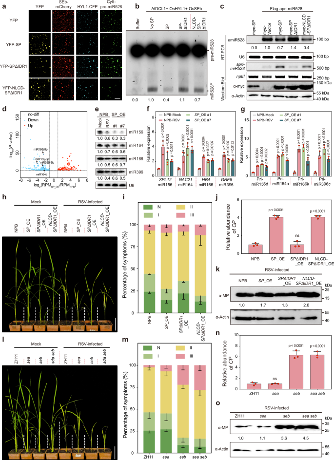 Fig. 5: SP IDR1 is involved in miRNA processing and viral pathogenicity.