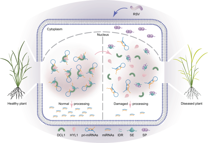 Fig. 6: A model for SP-mediated phase separation’s role in modulating miRNA processing and RSV pathogenesis.