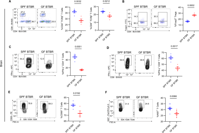 Fig. 2: Microbiota regulates brain-resident T cells in BTBR mice.