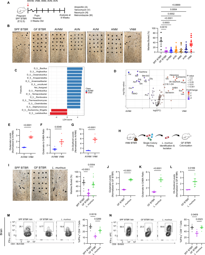 Fig. 4: Identification of gut microbiota and metabolites that drive ASD in BTBR mice.